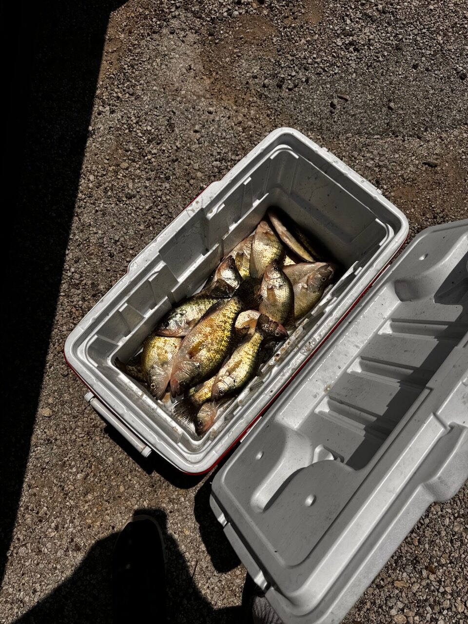 Cooler filled with crappie after a guided Oologah Lake trip