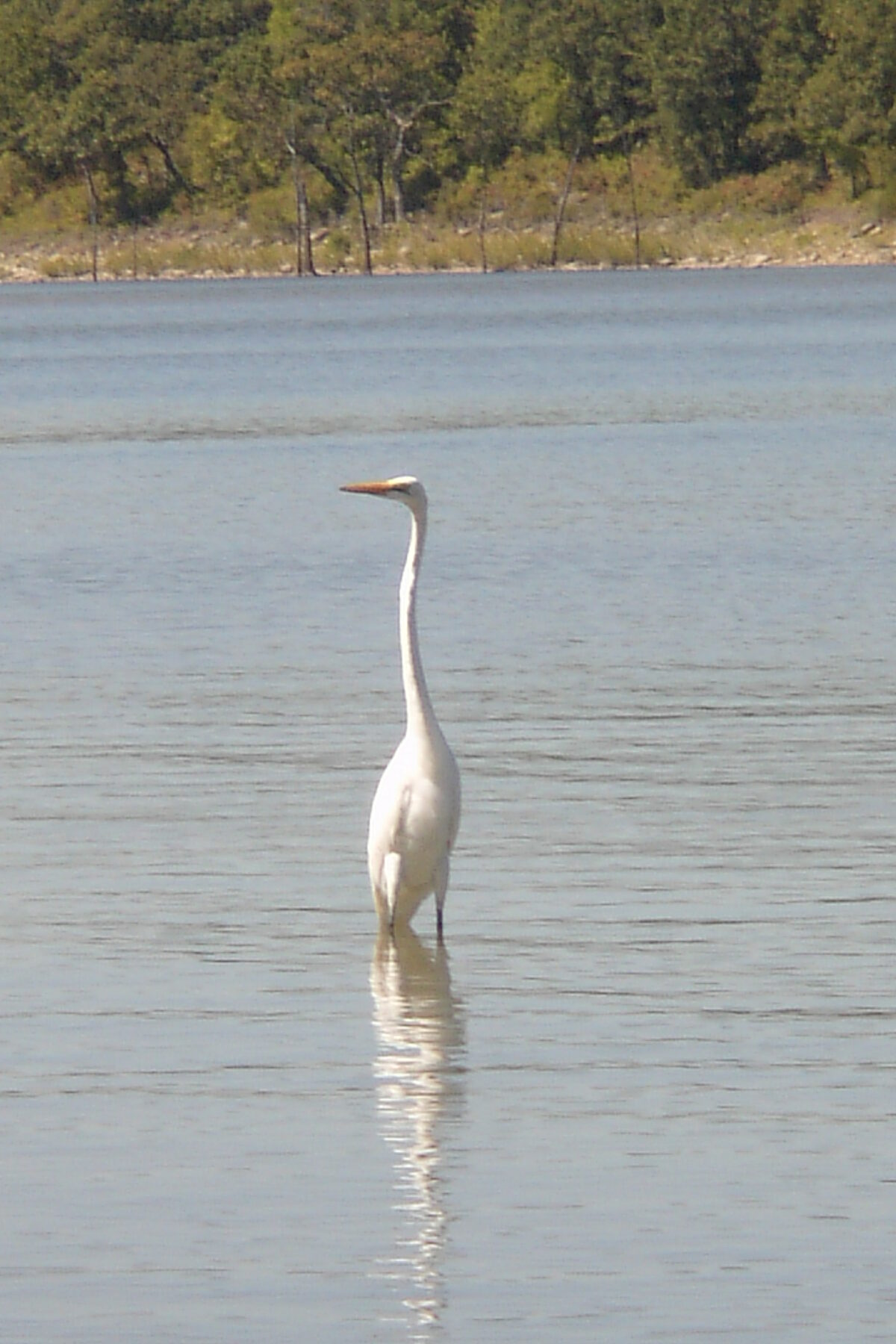 Great egret wading the shoreline at Oologah Lake