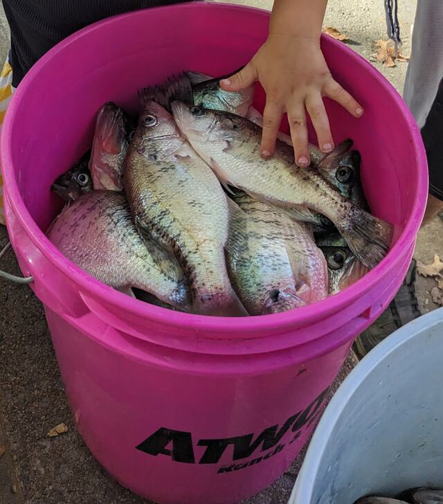 Little hands, big bucket of slabs
