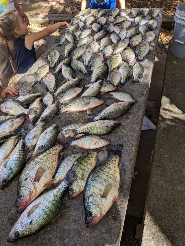 Cleaning table covered in crappie after a guided trip