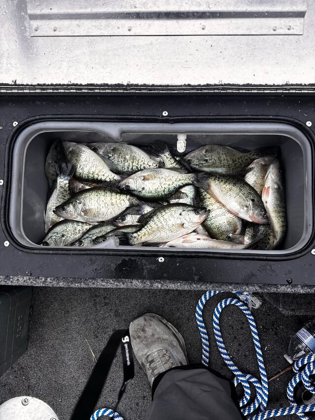 Livewell full of Oologah Lake crappie