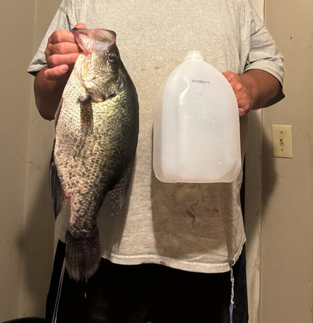 Gallon jug for scale